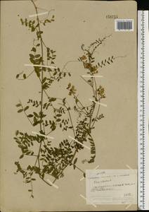 Vicia sylvatica L., Eastern Europe, Northern region (E1) (Russia)