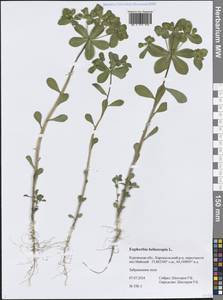 Euphorbia helioscopia L., Siberia, Western Siberia (S1) (Russia)