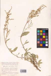 Halimione verrucifera (M. Bieb.) Aellen, Eastern Europe, Lower Volga region (E9) (Russia)