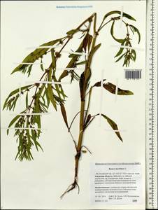 Rumex maritimus L., Siberia, Russian Far East (S6) (Russia)