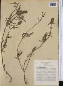 Prunella laciniata (L.) L., Western Europe (EUR) (Italy)
