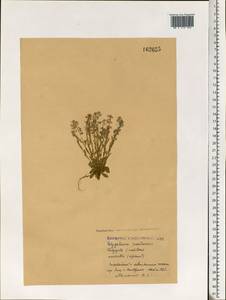 Polygala amarella, Eastern Europe, Central forest region (E5) (Russia)