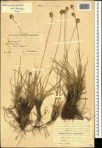 Sesleria phleoides Steven ex Roem. & Schult., Caucasus, Armenia (K5) (Armenia)