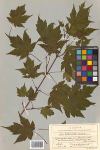 Acer tschonoskii Maxim., Siberia, Russian Far East (S6) (Russia)