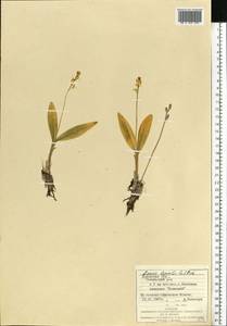 Liparis loeselii (L.) Rich., Eastern Europe, West Ukrainian region (E13) (Ukraine)