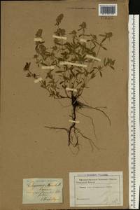Thymus pannonicus All., Eastern Europe, South Ukrainian region (E12) (Ukraine)