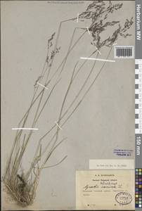 Agrostis canina L., Eastern Europe, North-Western region (E2) (Russia)