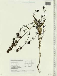 Rhinanthus minor L., Eastern Europe, Central region (E4) (Russia)