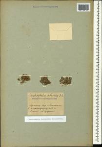Ceratocephala orthoceras DC., Caucasus, Armenia (K5) (Armenia)