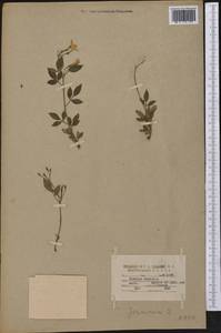 Jasminum humile L., America (AMER) (United States)