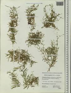 Stellaria longifolia (Regel) Muhl. ex Willd., Siberia, Russian Far East (S6) (Russia)