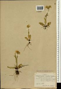 Tephroseris integrifolia (L.) Holub, Mongolia (MONG) (Mongolia)