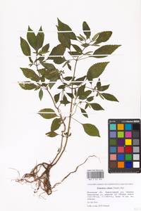 Elsholtzia ciliata (Thunb.) Hyl., Eastern Europe, Moscow region (E4a) (Russia)