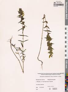 Rhinanthus angustifolius, Siberia, Chukotka & Kamchatka (S7) (Russia)