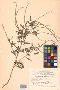 Sisymbrium officinale (L.) Scop., Eastern Europe, Moscow region (E4a) (Russia)