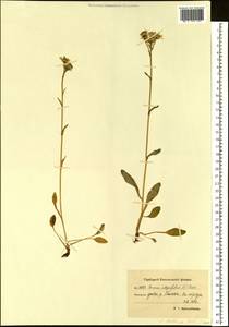 Tephroseris subfrigida (Kom.) Holub, Siberia, Chukotka & Kamchatka (S7) (Russia)