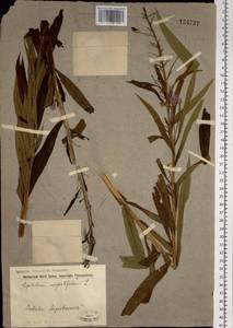 Chamaenerion angustifolium (L.) Scop., Siberia, Russian Far East (S6) (Russia)