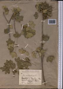 Acer monspessulanum subsp. turcomanicum (Pojark. ex Czerniak.) Rech.fil., Middle Asia, Kopet Dag, Badkhyz, Small & Great Balkhan (M1) (Turkmenistan)