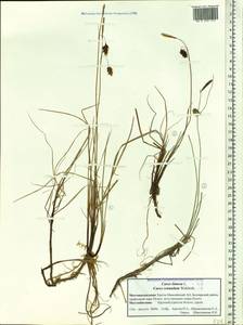 Carex rotundata Wahlenb., Siberia, Western Siberia (S1) (Russia)