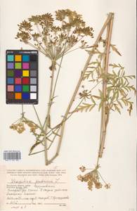 Silphiodaucus prutenicus subsp. prutenicus, Eastern Europe, Central region (E4) (Russia)