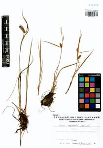 Carex vesicata Meinsh., Siberia, Baikal & Transbaikal region (S4) (Russia)