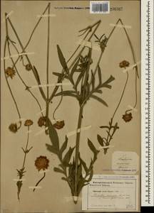 Knautia arvensis (L.) Coult., Crimea (KRYM) (Russia)