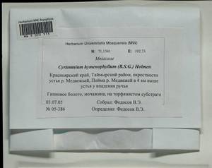 Cyrtomnium hymenophylloides (Huebener) T.J. Kop., Bryophytes, Bryophytes - Krasnoyarsk Krai, Tyva & Khakassia (B17) (Russia)