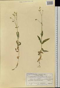 Cerastium pauciflorum Stev. ex Ser., Siberia, Altai & Sayany Mountains (S2) (Russia)