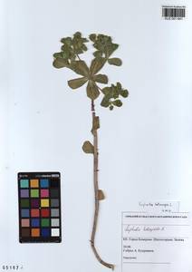 KUZ 001 641, Euphorbia helioscopia L., Siberia, Altai & Sayany Mountains (S2) (Russia)