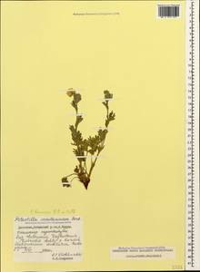 Potentilla recta subsp. laciniosa (Kit. ex Nestler) Nyman, Caucasus, Dagestan (K2) (Russia)