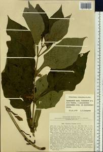 Triosteum sinuatum Maxim., Siberia, Russian Far East (S6) (Russia)