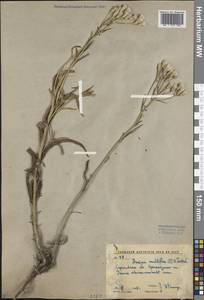 Jurinea multiflora (L.) B. Fedtsch., Eastern Europe, Lower Volga region (E9) (Russia)