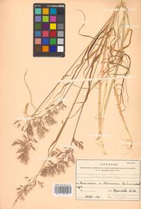 Sibirotrisetum sibiricum (Rupr.) Barberá, Siberia, Russian Far East (S6) (Russia)