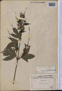 Ambrosia trifida L., America (AMER) (United States)