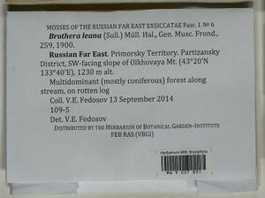 Brothera leana (Sull.) Müll. Hal., Bryophytes, Bryophytes - Russian Far East (excl. Chukotka & Kamchatka) (B20) (Russia)