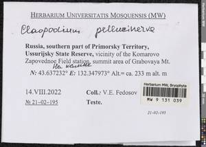 Claopodium pellucinerve (Mitt.) Best, Bryophytes, Bryophytes - Russian Far East (excl. Chukotka & Kamchatka) (B20) (Russia)
