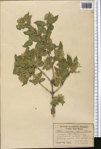 Zabelia corymbosa (Regel & Schmalh.) Makino, Middle Asia, Northern & Central Tian Shan (M4) (Kyrgyzstan)