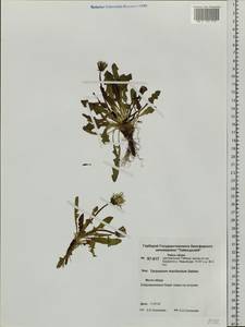 Taraxacum macilentum Dahlst., Siberia, Central Siberia (S3) (Russia)