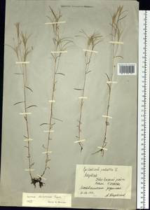 Epilobium davuricum Fisch. ex Hornem., Siberia, Yakutia (S5) (Russia)