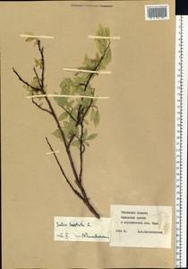 Salix hastata L., Siberia, Baikal & Transbaikal region (S4) (Russia)