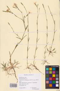 Dianthus arenarius L., Eastern Europe, Central forest-and-steppe region (E6) (Russia)