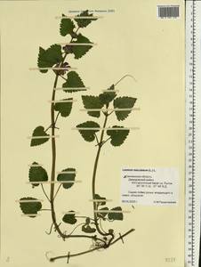 Lamium maculatum (L.) L., Eastern Europe, Western region (E3) (Russia)
