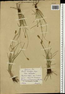 Carex spicata subsp. spicata, Eastern Europe, Central forest region (E5) (Russia)