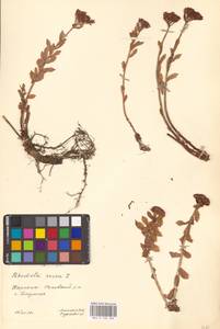 Rhodiola rosea L., Eastern Europe, West Ukrainian region (E13) (Ukraine)