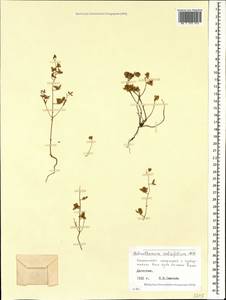 Helianthemum salicifolium (L.) Miller, Caucasus, Dagestan (K2) (Russia)