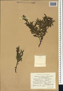 Prunus incana (Pall.) Steven, Caucasus, Armenia (K5) (Armenia)