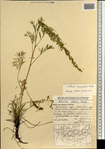 Artemisia bargusinensis Spreng., Mongolia (MONG) (Mongolia)