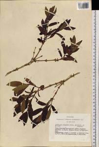 Lonicera hispida Pall. ex Roem. & Schult., Siberia, Altai & Sayany Mountains (S2) (Russia)