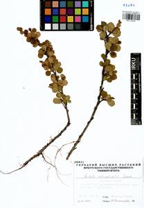 Betula glandulosa Michx., Siberia, Baikal & Transbaikal region (S4) (Russia)