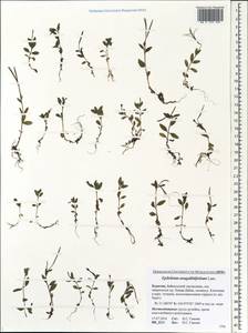 Epilobium anagallidifolium Lam., Siberia, Baikal & Transbaikal region (S4) (Russia)